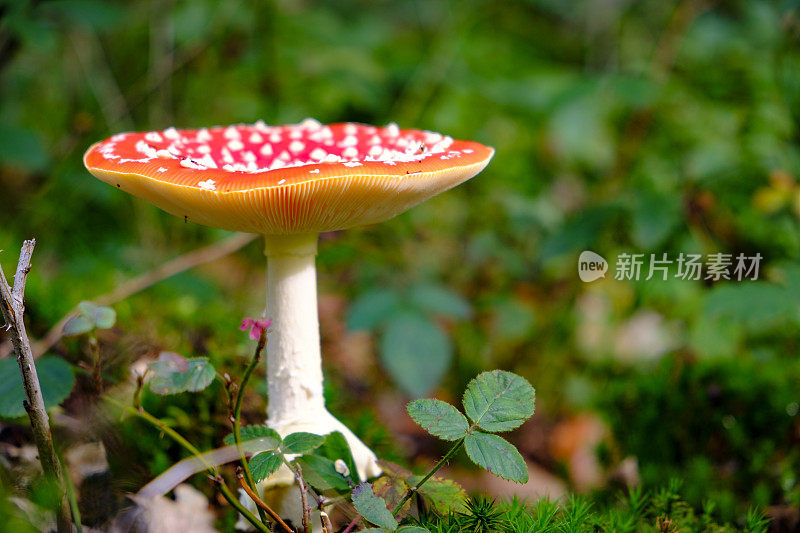 飞木耳或飞鹅膏红蘑菇，有白色斑点