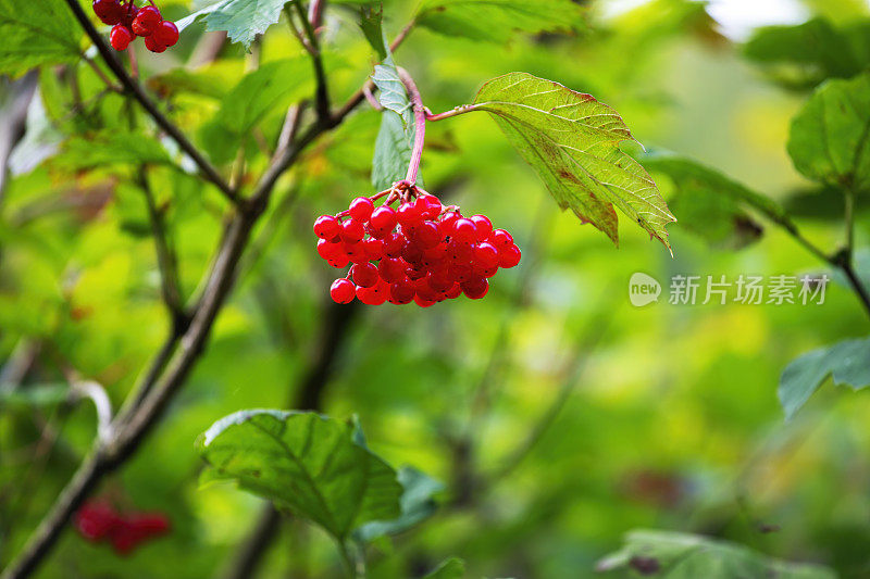 一束浆果挂在一棵荚蒾树在夏末的特写