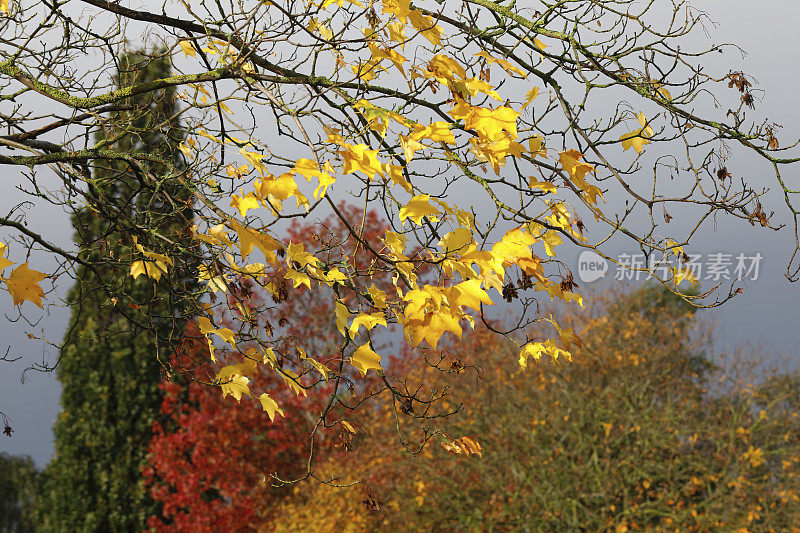 金黄色的枫叶在秋色的映照下五彩缤纷