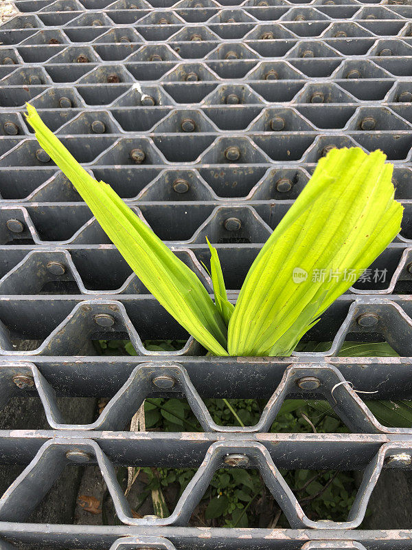 植物在人行道的下水道格栅中生长