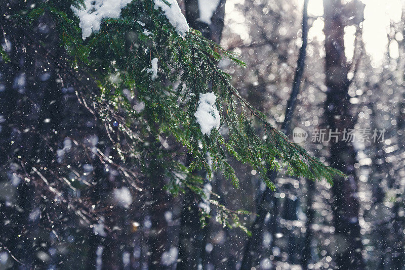 融化的雪。水珠落在冷杉树枝上。