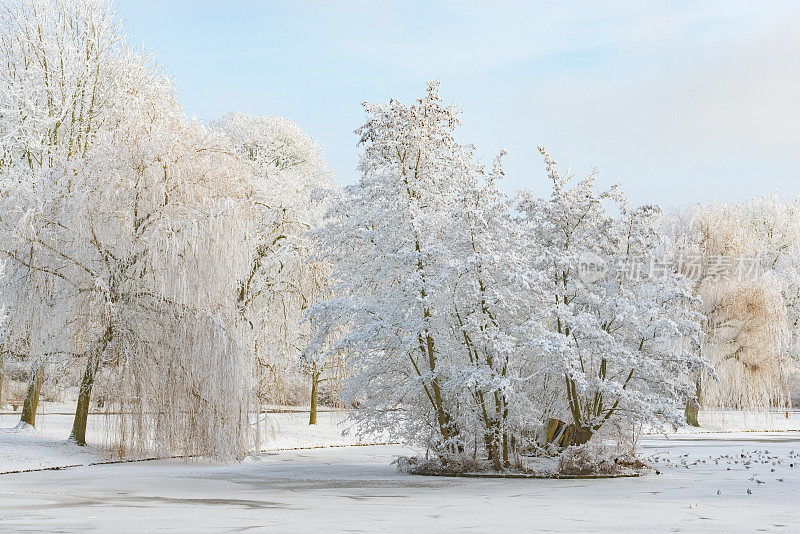 荷兰坎彭市公园的雪景