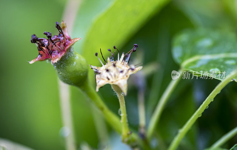 苹果开花形成苹果