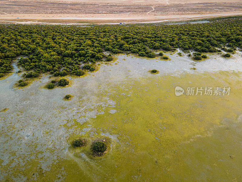 阿联酋乌姆阿尔夸文酋长国的红树林海滩和森林