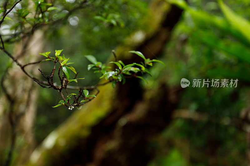 雨林树叶的特写