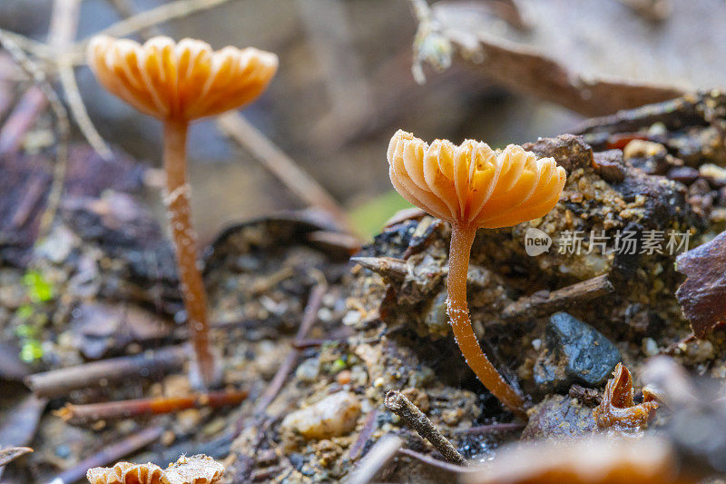 丛林中的蘑菇，秋季在蒙特塞尼山，加泰罗尼亚自然公园