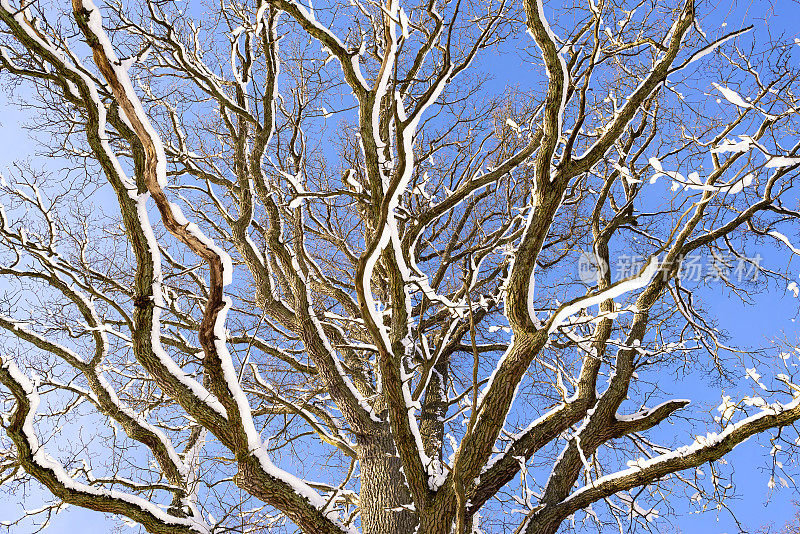 蓝天下的树枝上飘着雪花