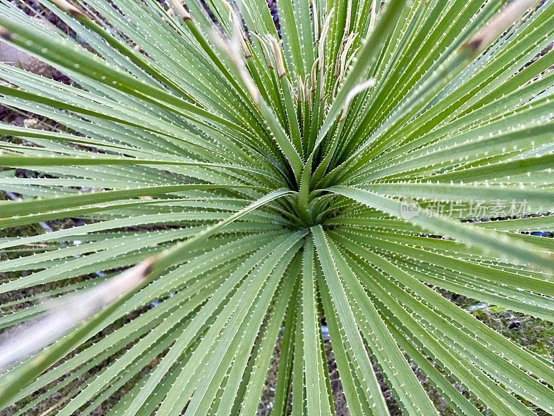 绿色植物特写