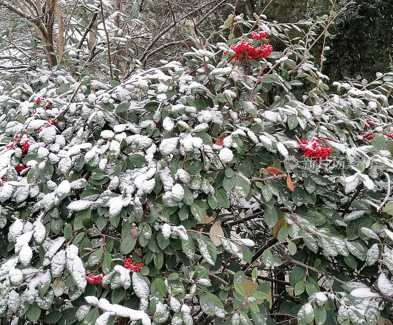 雪覆盖的树