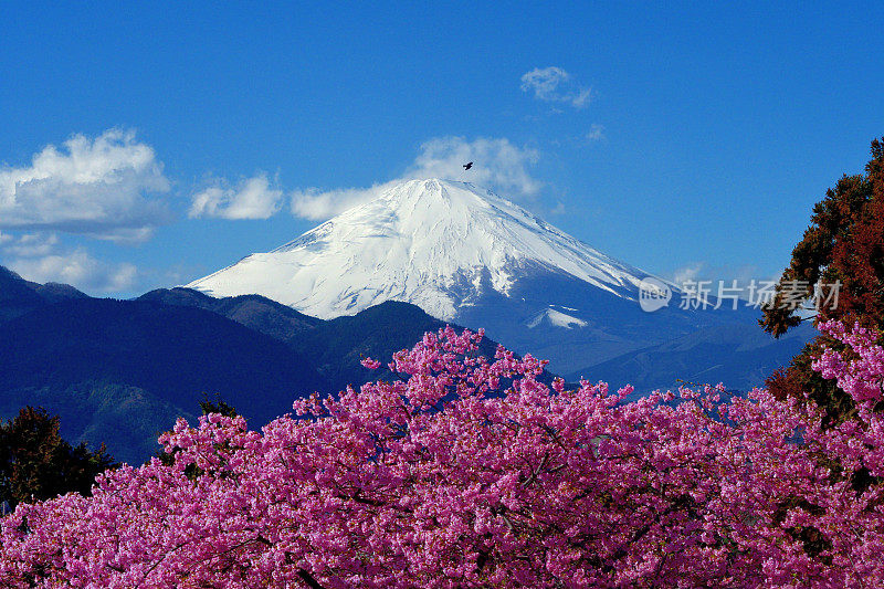 富士山和樱花:从神奈川县松田山看