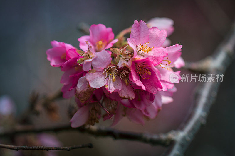 春暖花开