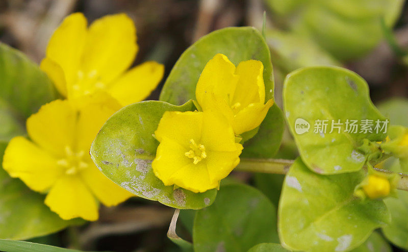 金银花(金银花)