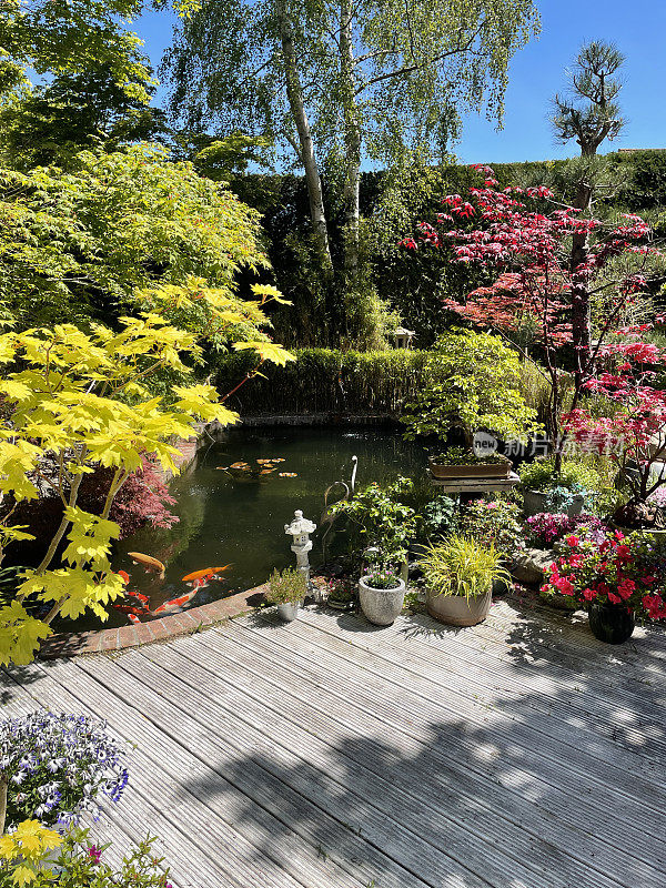 阳光明媚的日本花园和鲤鱼池与鱼游泳的形象，装饰木材庭院，枫树槭树，竹子，开花植物，观赏草，日本花岗岩灯笼，盆景树和对冲的背景