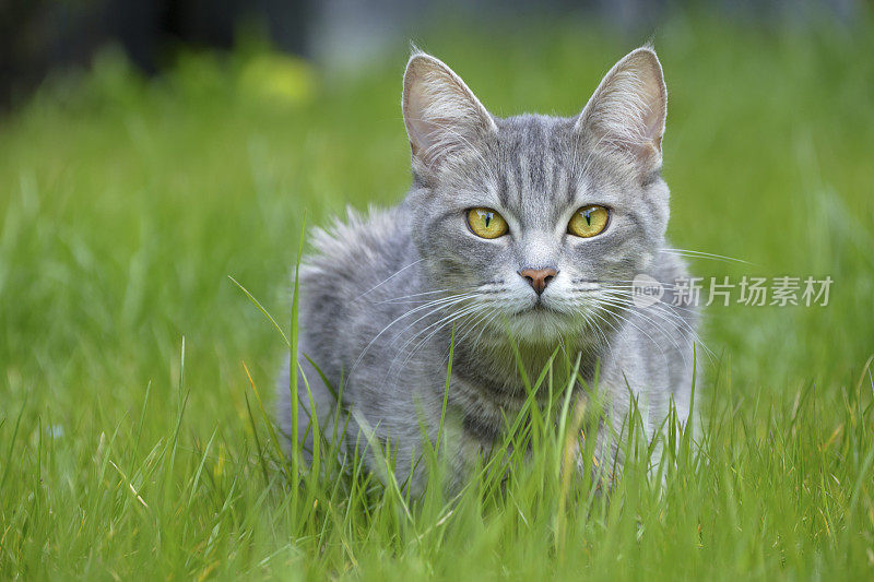 虎斑猫藏在高高的鹅肝里