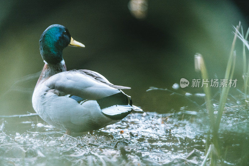 野鸭滑过平静的水面