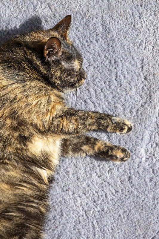 龟甲猫躺在五彩地毯上。