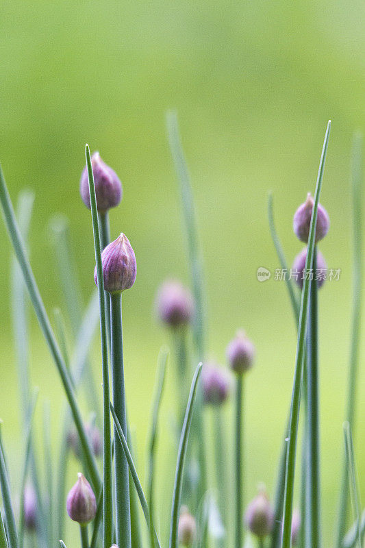 韭菜(葱)很快花拷贝空间