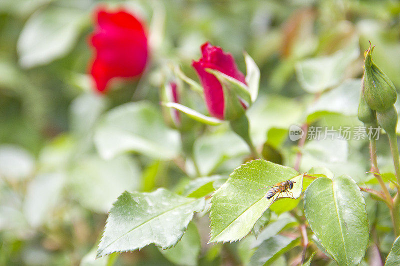 花-红玫瑰