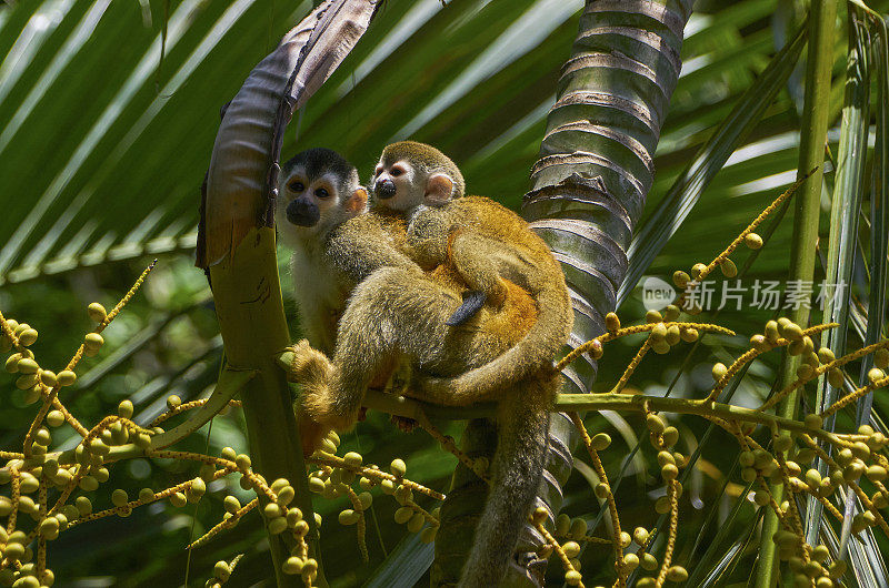 野生红背松鼠猴妈妈和宝宝在曼纽尔安东尼奥国家公园在哥斯达黎加太平洋海岸