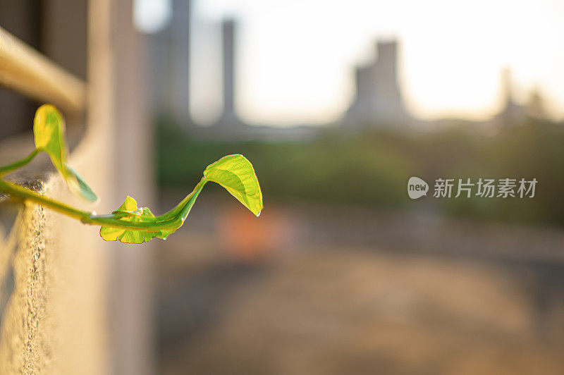 植物从公寓阳台爬出来，背光的夕阳