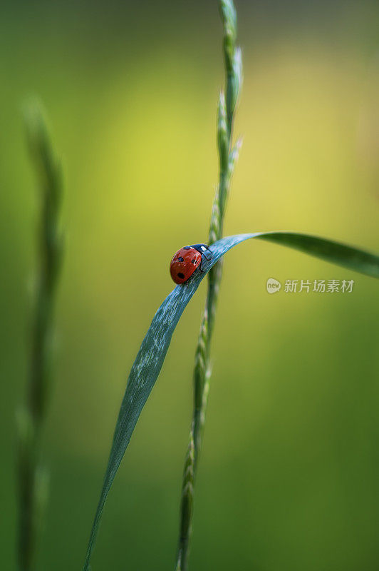 一只红瓢虫趴在一根草茎上