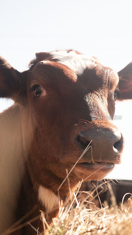 农场里的小牛。一头看着摄像机的小牛的肖像