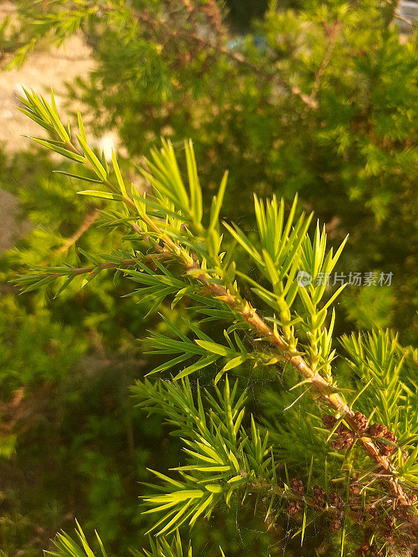 一张由柔和的日落光线照亮的杜松树枝的特写照片。