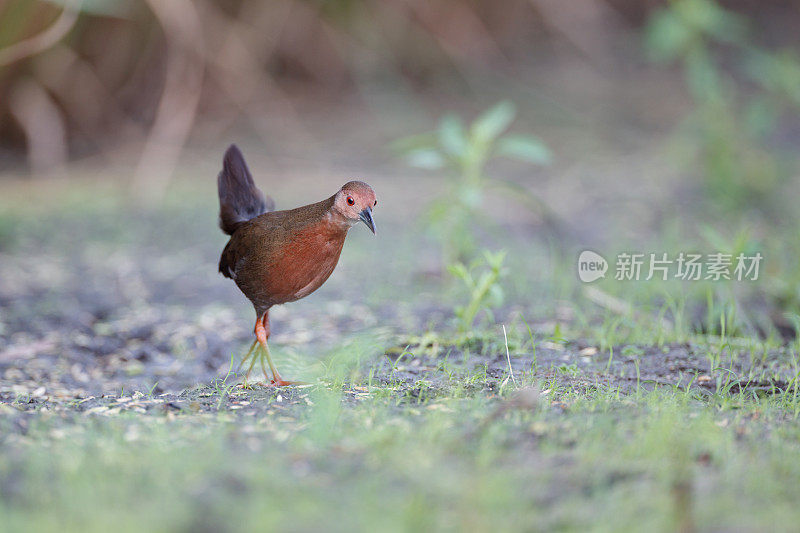 水鸟:成年红胸秧鸡，或红胸秧鸡