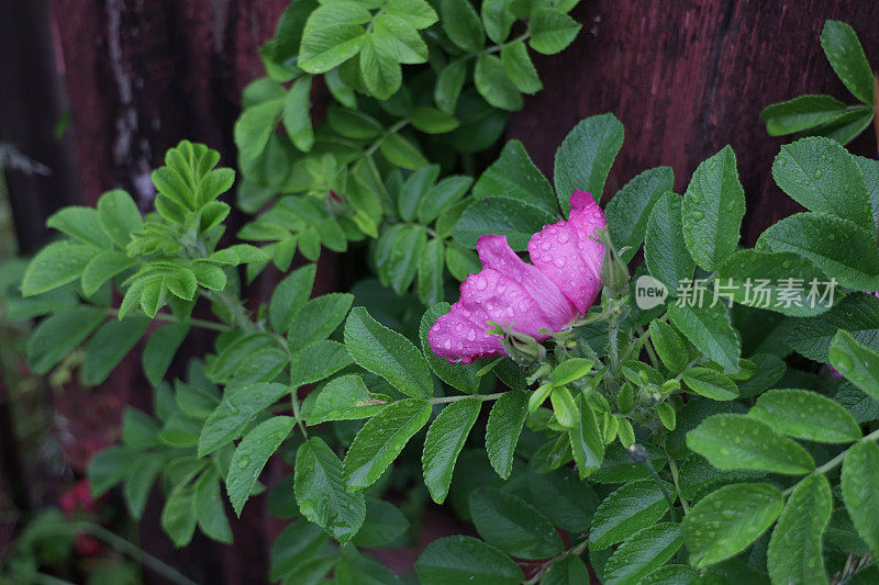 加拿大雨中的野玫瑰