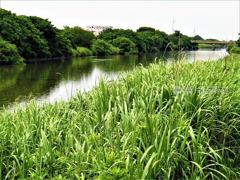 日本。6月。中川河，位于东京城郊。