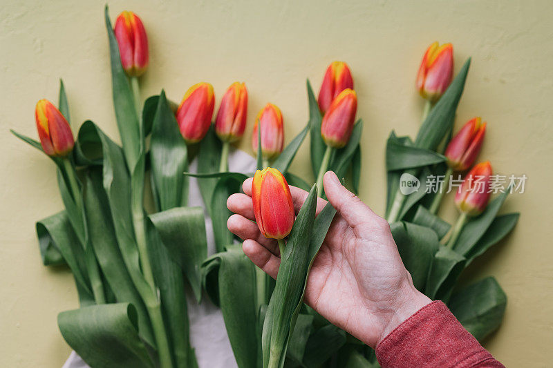 珍贵的红色郁金香在女人的手中，欧洲女人花商准备一束郁金香为节日或生日，3月8日或母亲节，鲜花作为礼物