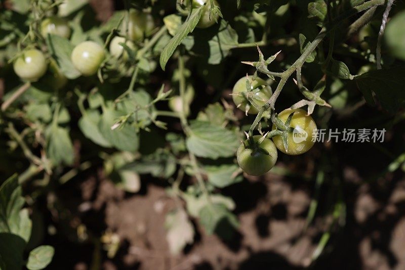 花园里未成熟的绿色西红柿