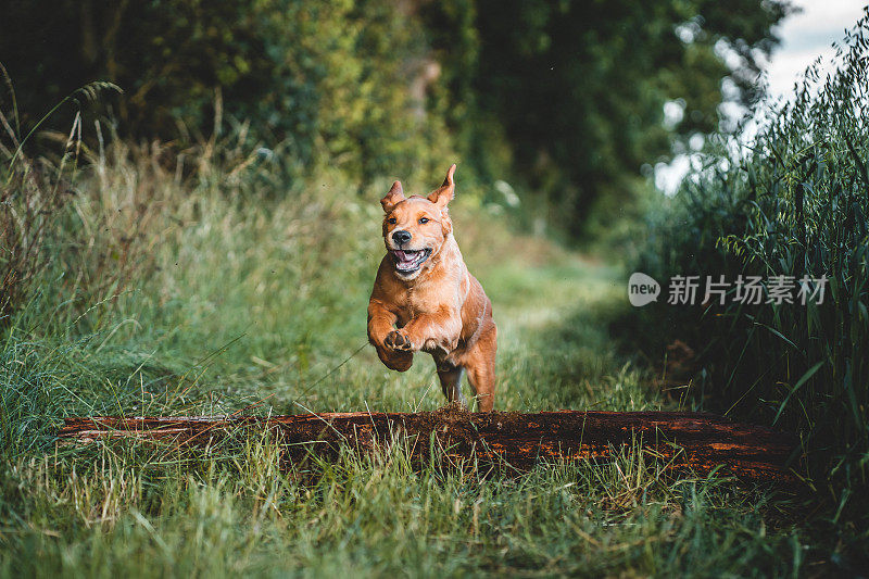 金毛寻回小狗在田野里跳跃