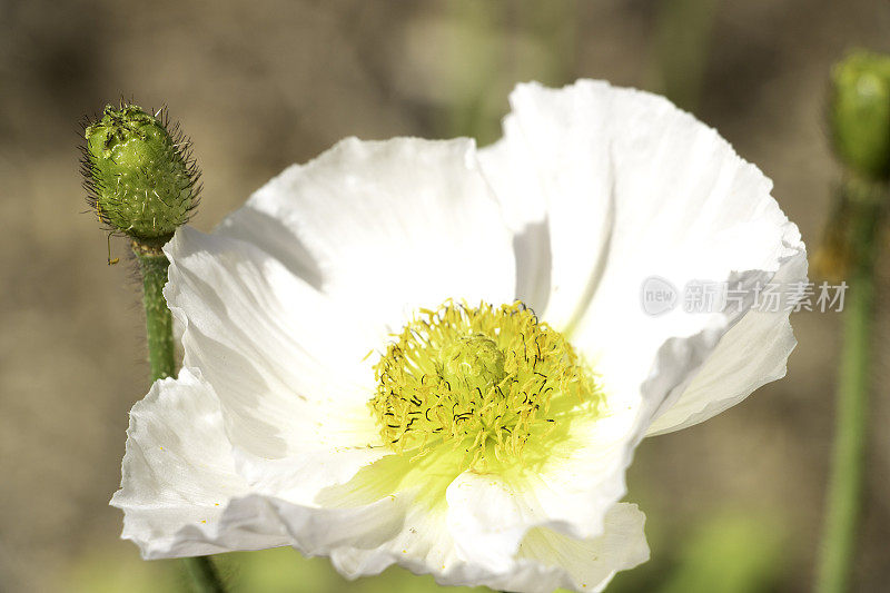 花园中白色罂粟的特写