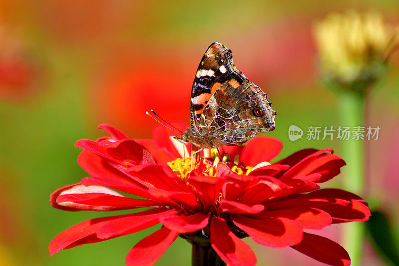 百日菊花和印度贝母蝴蝶