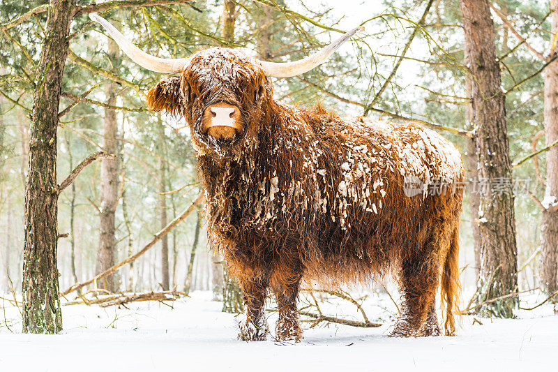 一幅苏格兰高地人在冬天雪地里的肖像