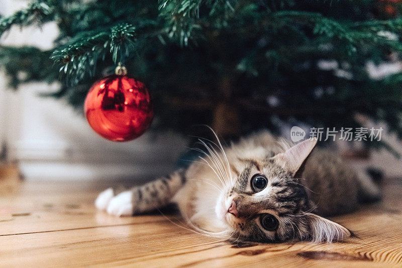 一只小猫躺在圣诞树下