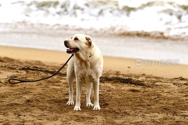 海滩上的拉布拉多寻回犬