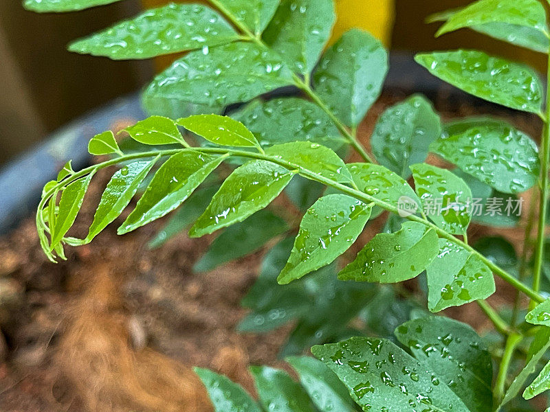 近距离观察雨滴落在咖喱树叶上