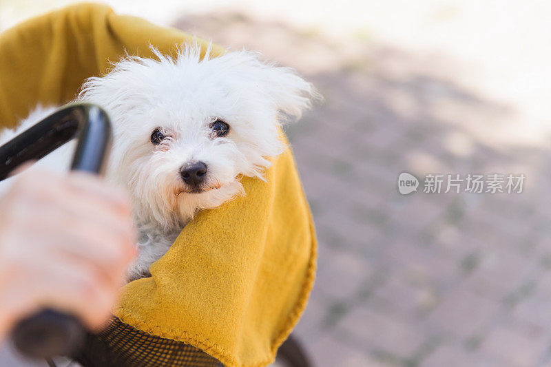 毛绒绒的白色狗，盖着毯子在自行车篮子里旅行