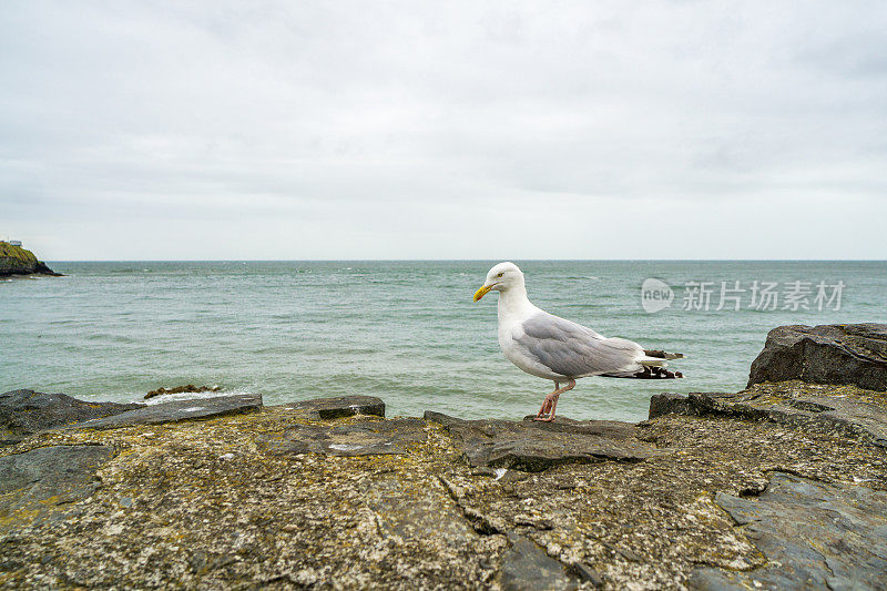 海鸥靠近海港墙