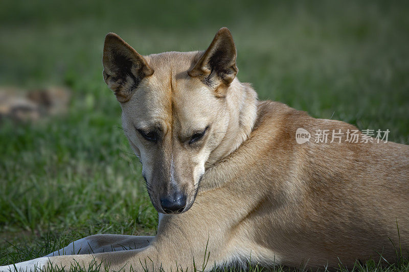 野狗(犬类狼疮野狗)