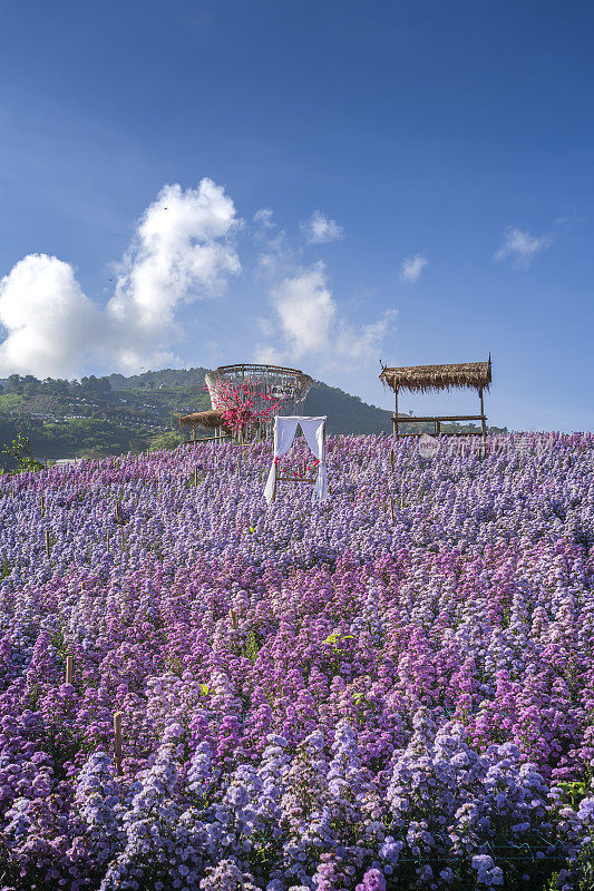 泰国清迈清新的早晨，玛格丽特花田的风景。