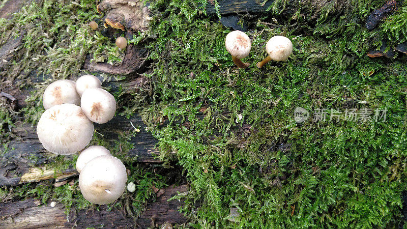 森林里的蘑菇和苔藓。