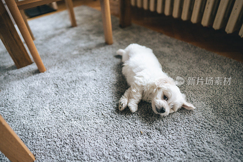 可爱疲倦的狗躺在客厅的地毯上