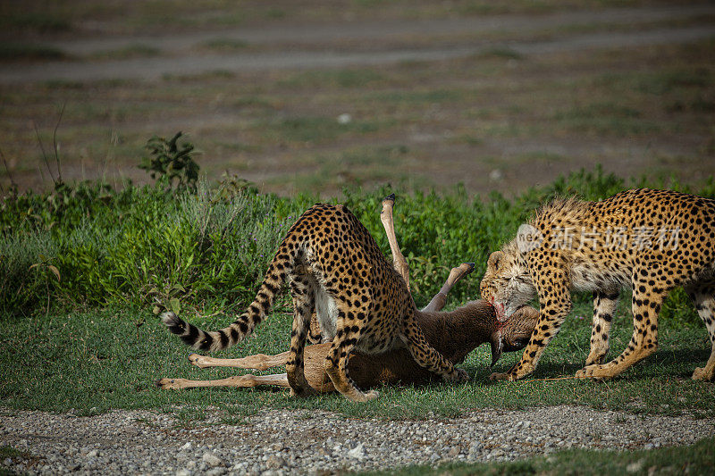 坦桑尼亚马赛马拉国家保护区的猎豹