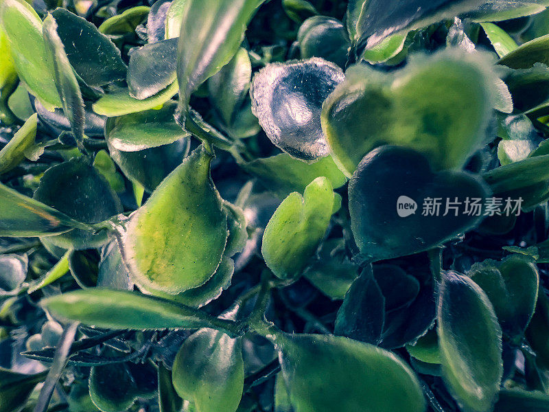 一个绿色装饰植物的宏观图像。