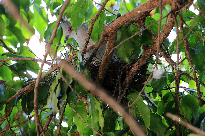 害羞的冠鸽坐在巢与蛋