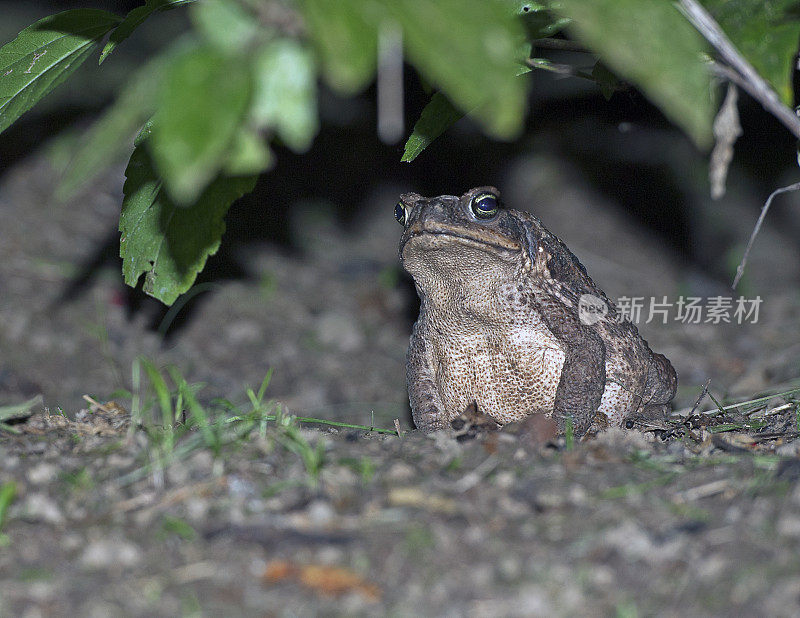 巨型甘蔗蟾蜍在夜间，亚马逊河，厄瓜多尔，南美洲。