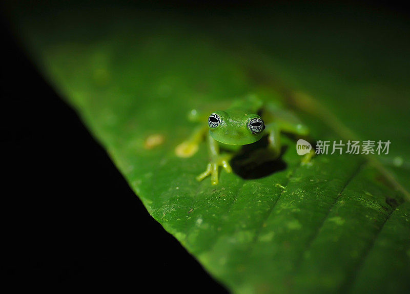 鬼玻璃蛙(冬青)